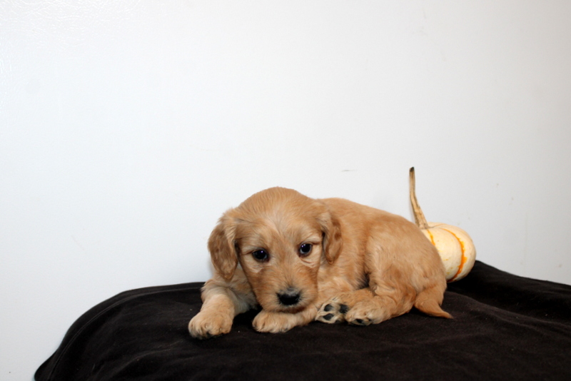 puppy, for, sale, Mini Golden Doodle F2, Matthew B. Stoltzfus, dog, breeder, Gap, PA, dog-breeder, puppy-for-sale, forsale, nearby, find, puppyfind, locator, puppylocator, aca